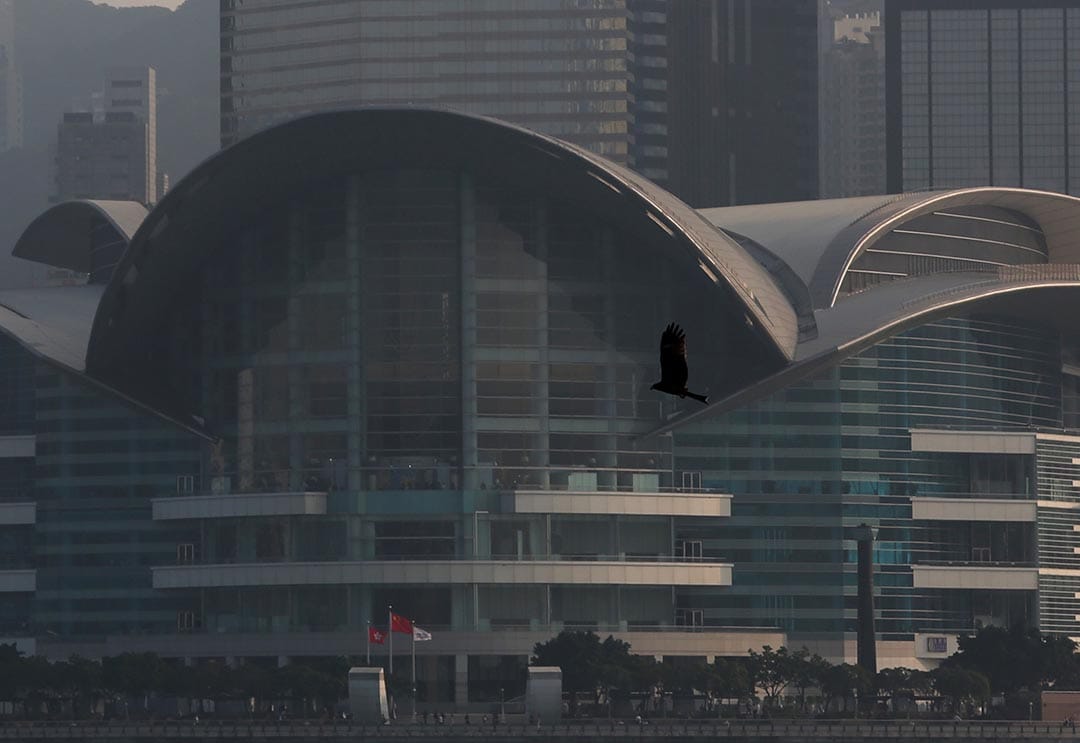 在维港上，一只鹰飞过会展中心前。