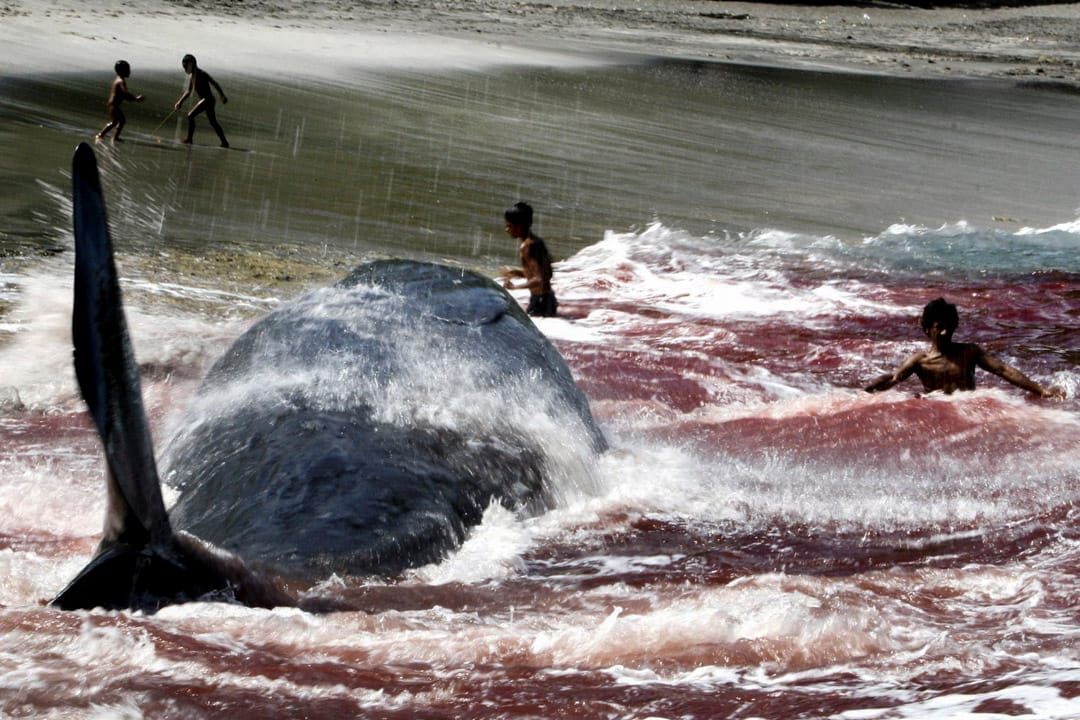 2007年3月5日，在東努沙登加拉的拉姆巴塔島（Lembata Distrik），一場傳統捕鯨行動中，被捕獵的鯨魚被拉到岸上。和商業捕魚不一樣，這裏的印尼村民數百年來維持著傳統的捕鯨方式，他們不用發射魚鏢和其他先進技術，只憑木船出海，用長毛插中鯨魚，再用繩索將之綁緊。這種捕鯨行動非常危險，是當地村民的生計來源。