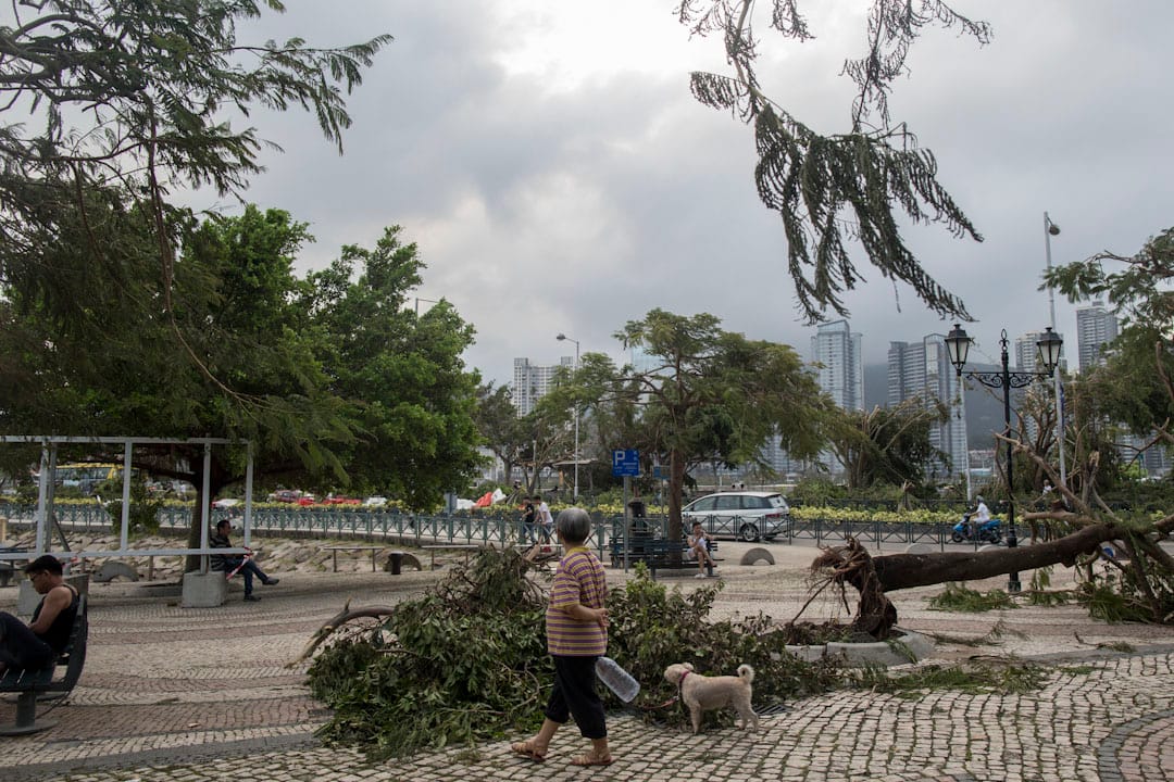 台风“天鸽”吹袭后，澳门居民到市面观察损毁情况。
