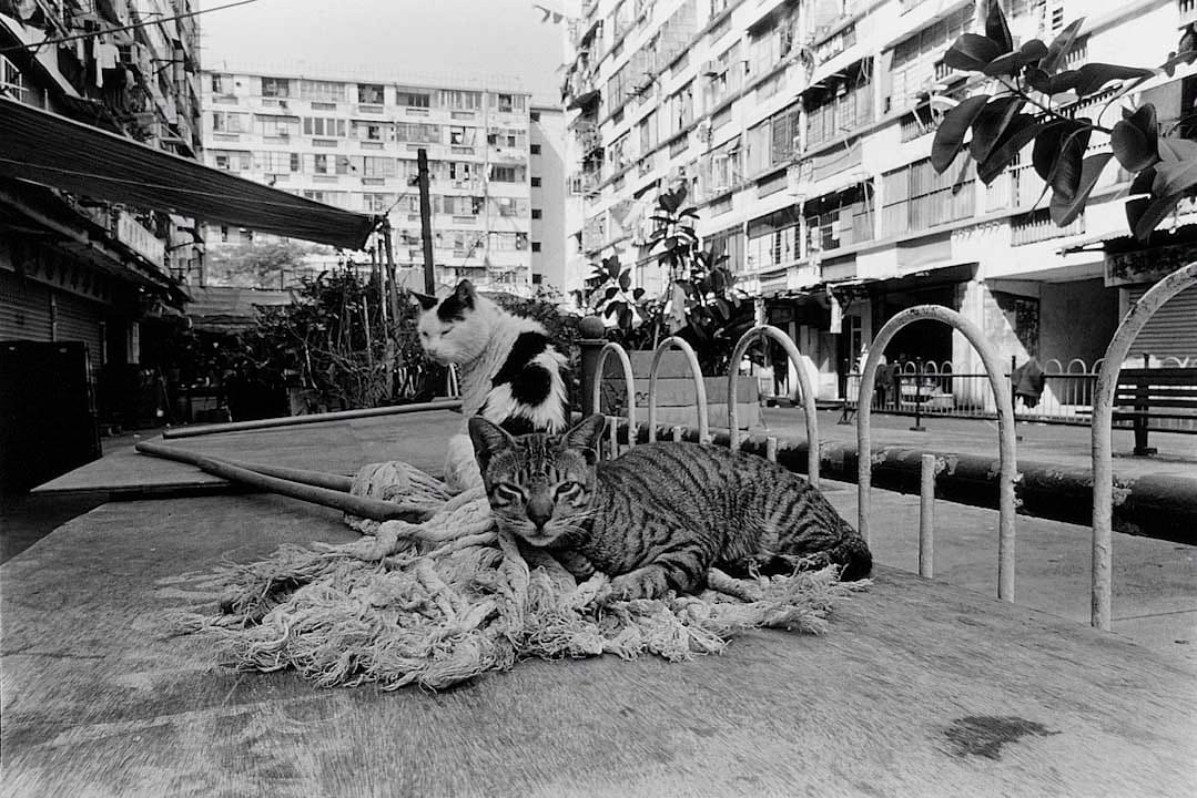 1994年，貓・公共房屋。