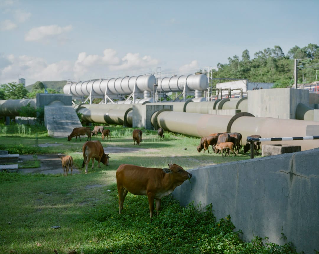 2017年8月，上水牛群在东江水管前的草地上吃草。