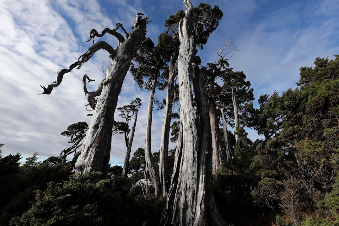 2016年1月，雪山翠池圆柏林。