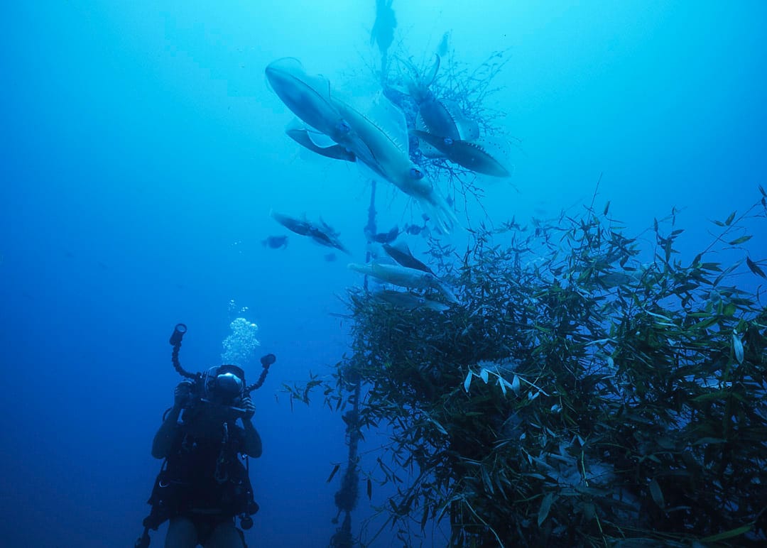 海洋保育志工进行水下摄影纪录。