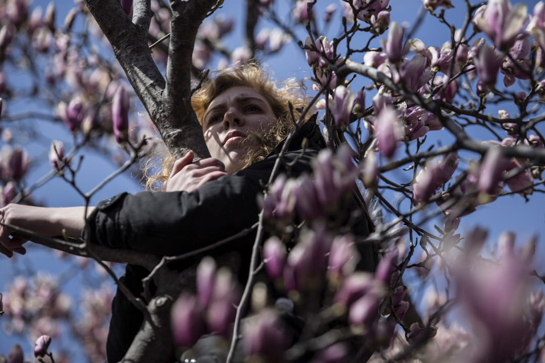 美國首都華盛頓，一名遊行參加者攀到紫玉蘭樹上聽台上的講者發言。