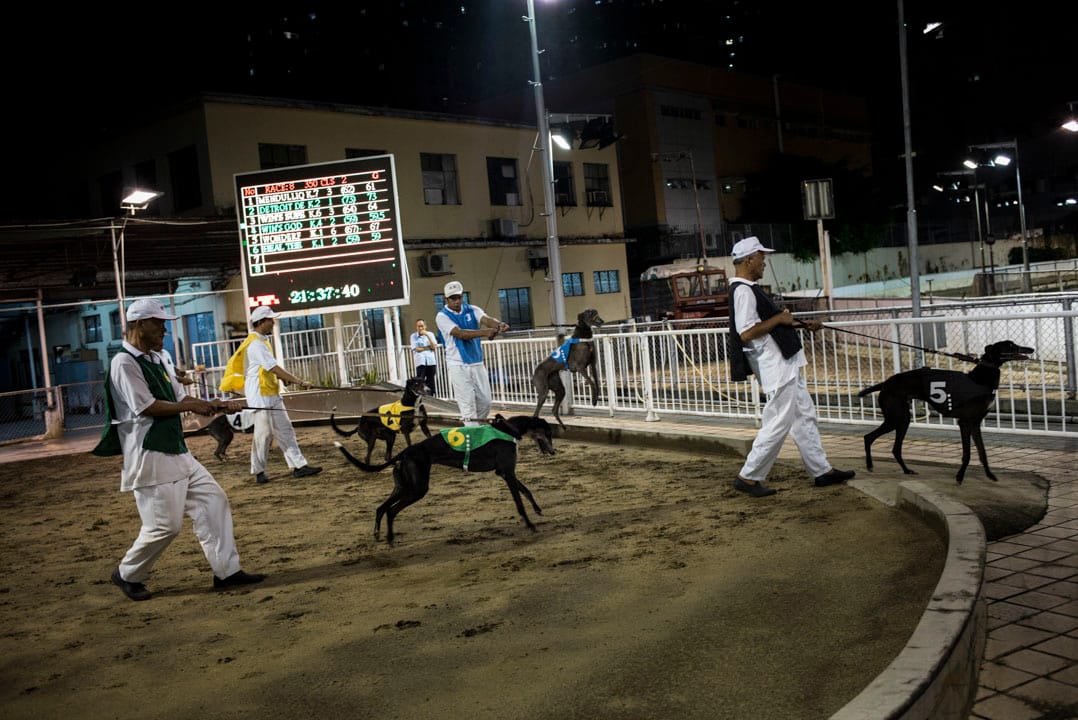 賽狗上場前會例行磅重，再由狗伕牽著，在沙圈亮相。