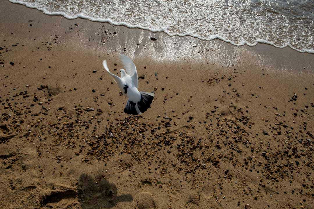 大年初三，浅水湾沙滩上的一只鸟。