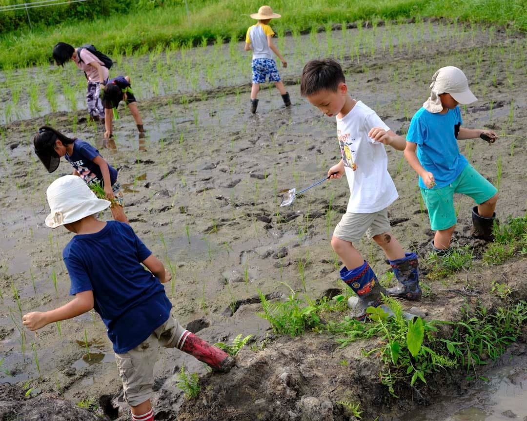 參加Kids Club稻米工作坊的小朋友體驗田野間的工作。
