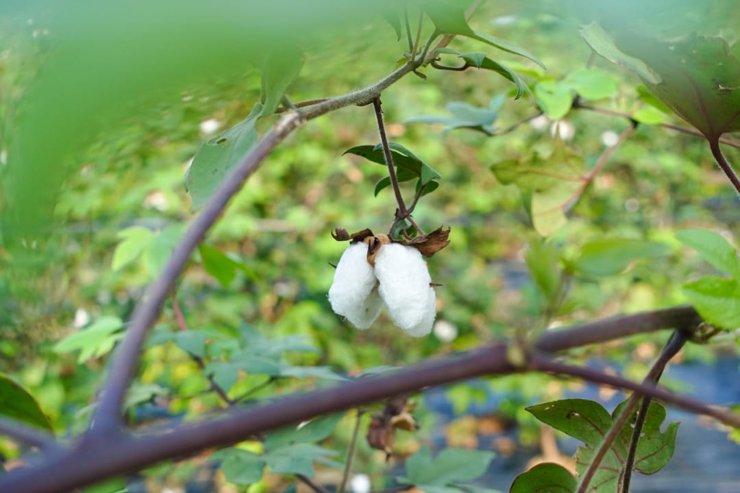 種棉、編線、織布，再造成衣服，土屋美恵子造出生於奈良長於奈良的衣服。
