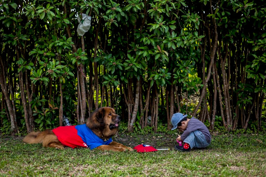 2020年1月7日，宜兰的韩国瑜造势大会现场，一只休息中的狗。