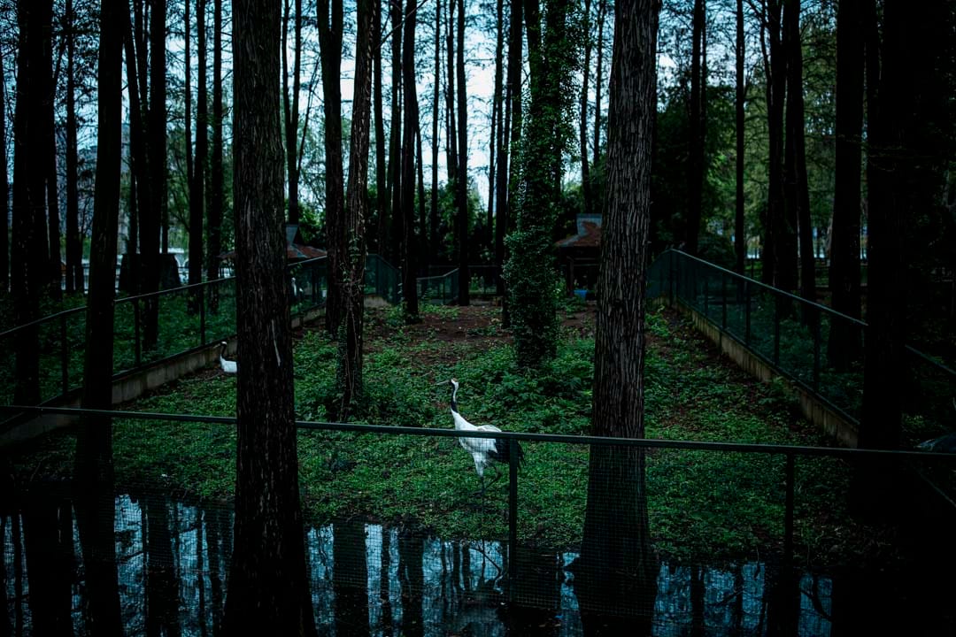 武汉动物园，疫情期间暂停开放，丹顶鹤在散步。