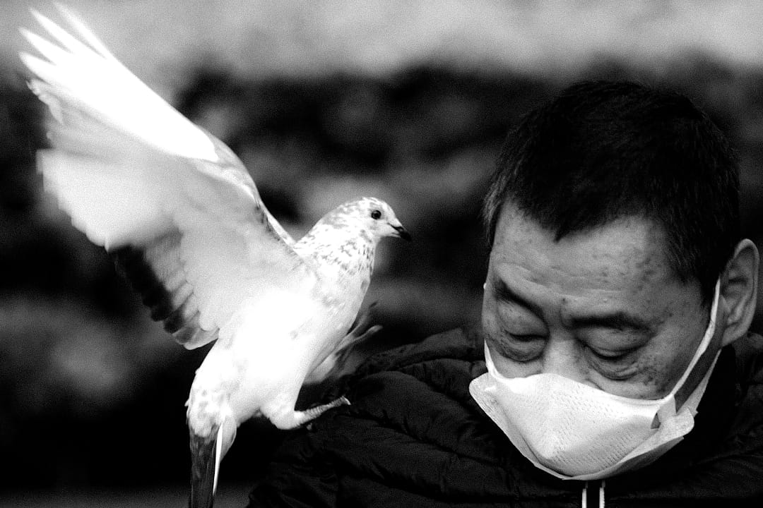 2020年4月7日台北，醫院外的小公園內一隻白鴿飛上一名老人的肩膀。