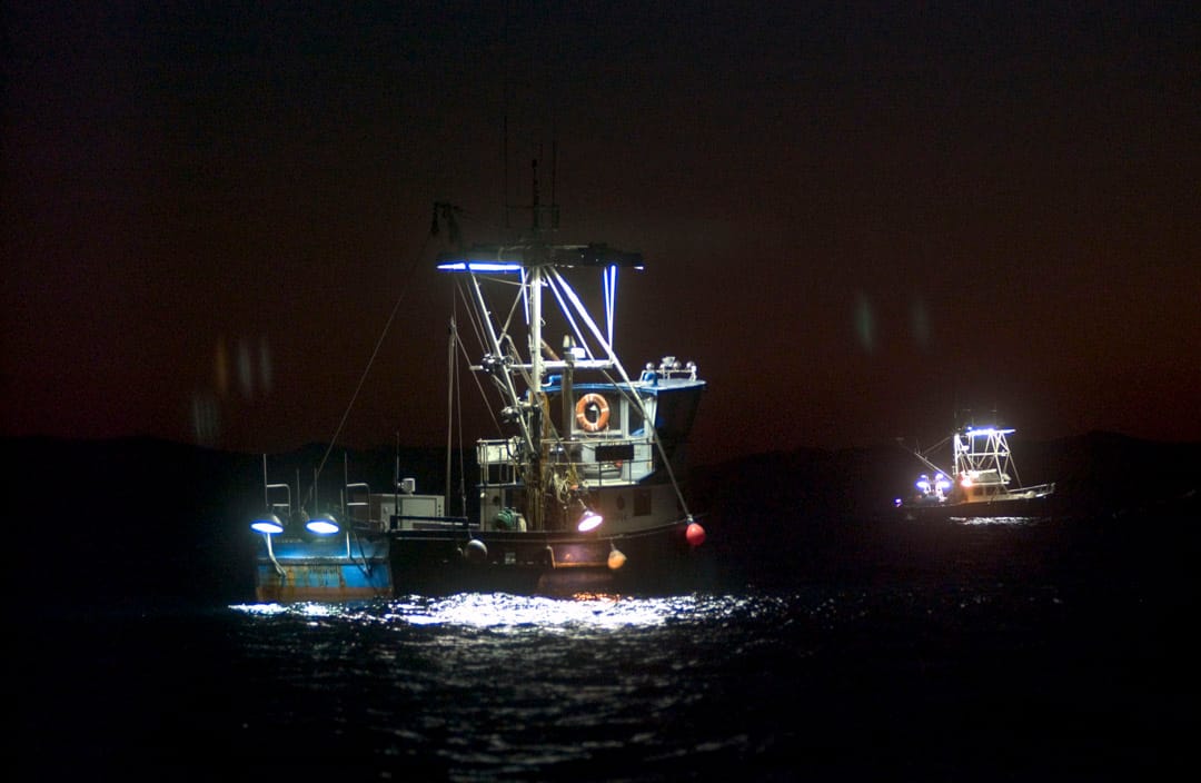 钓鱿船作业在晚上，船舷两侧挂着的灯泡打开把海面照地惨白，鱿鱼爱亮光追寻而至，船员们再往海里扔钓钩，把群聚而至的鱿鱼钓起。