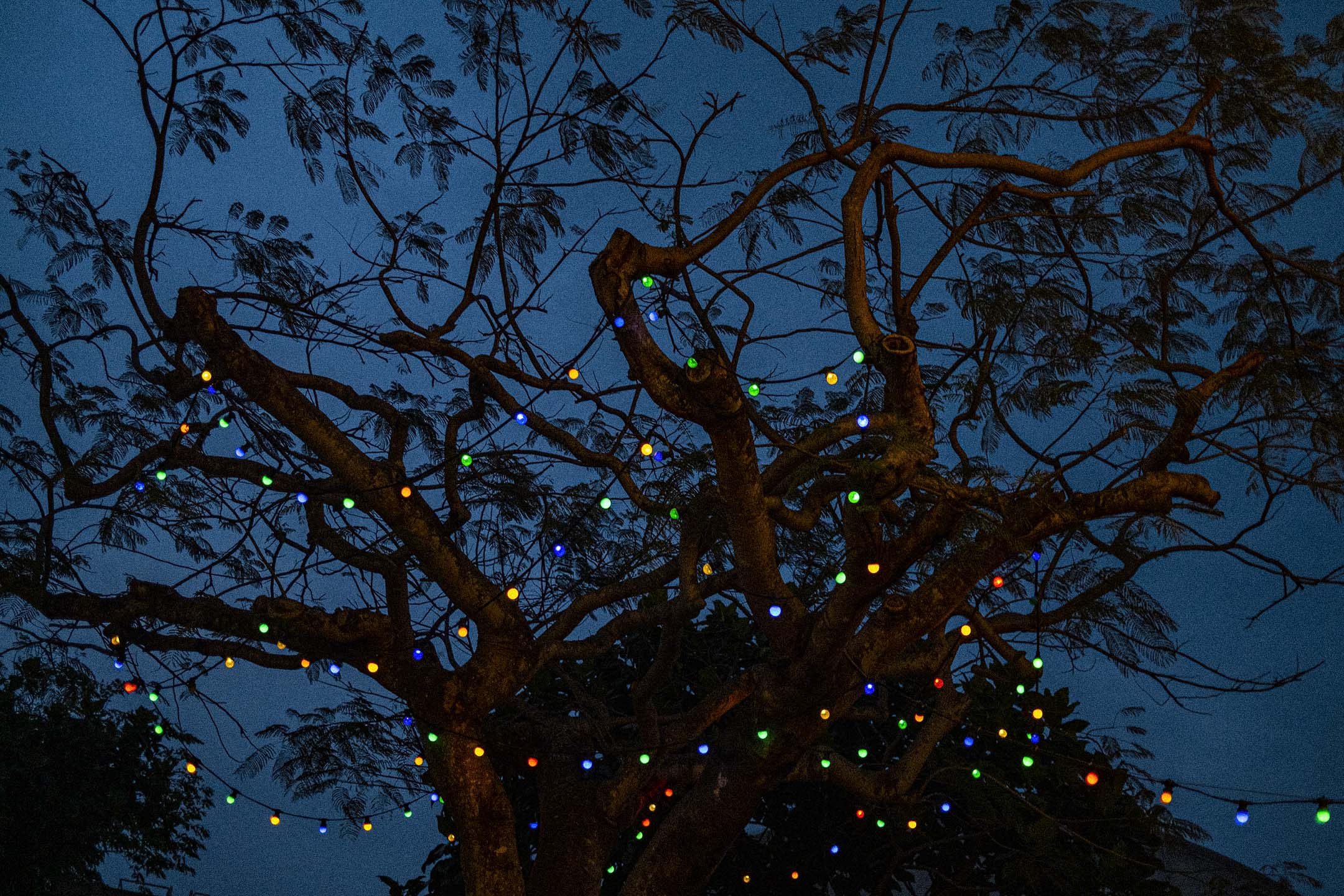 2021年4月18日,香港老大街的一棵樹。