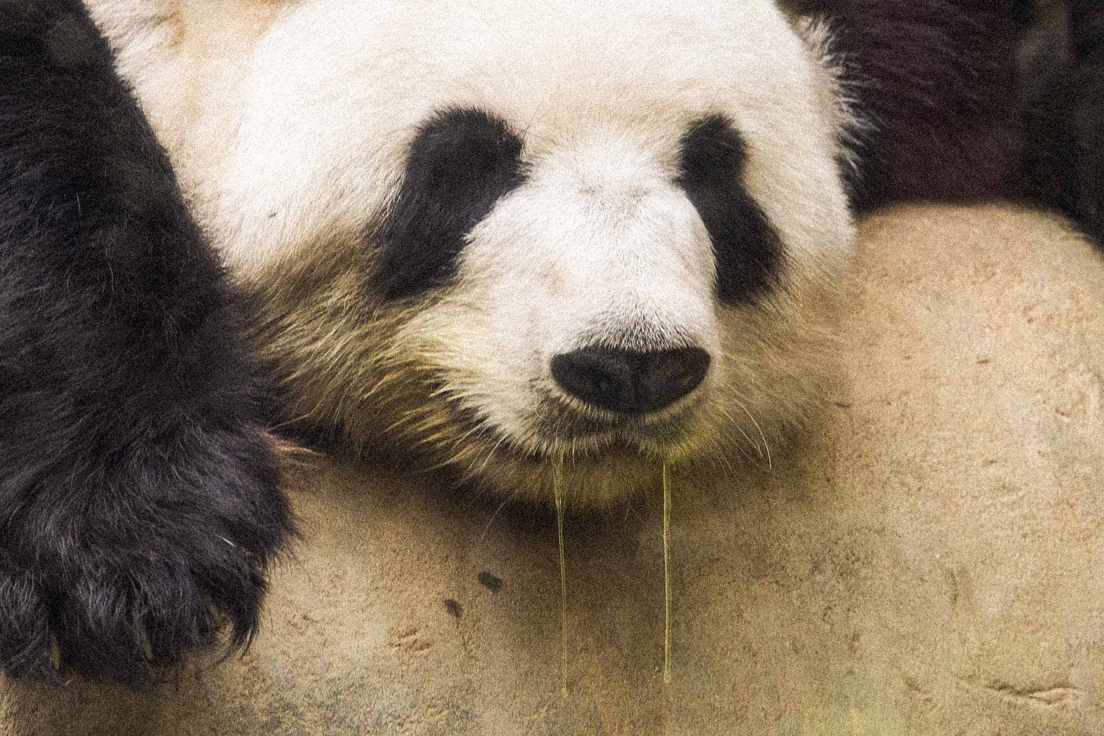 2021年3月16日,熊貓在館内睡覺。