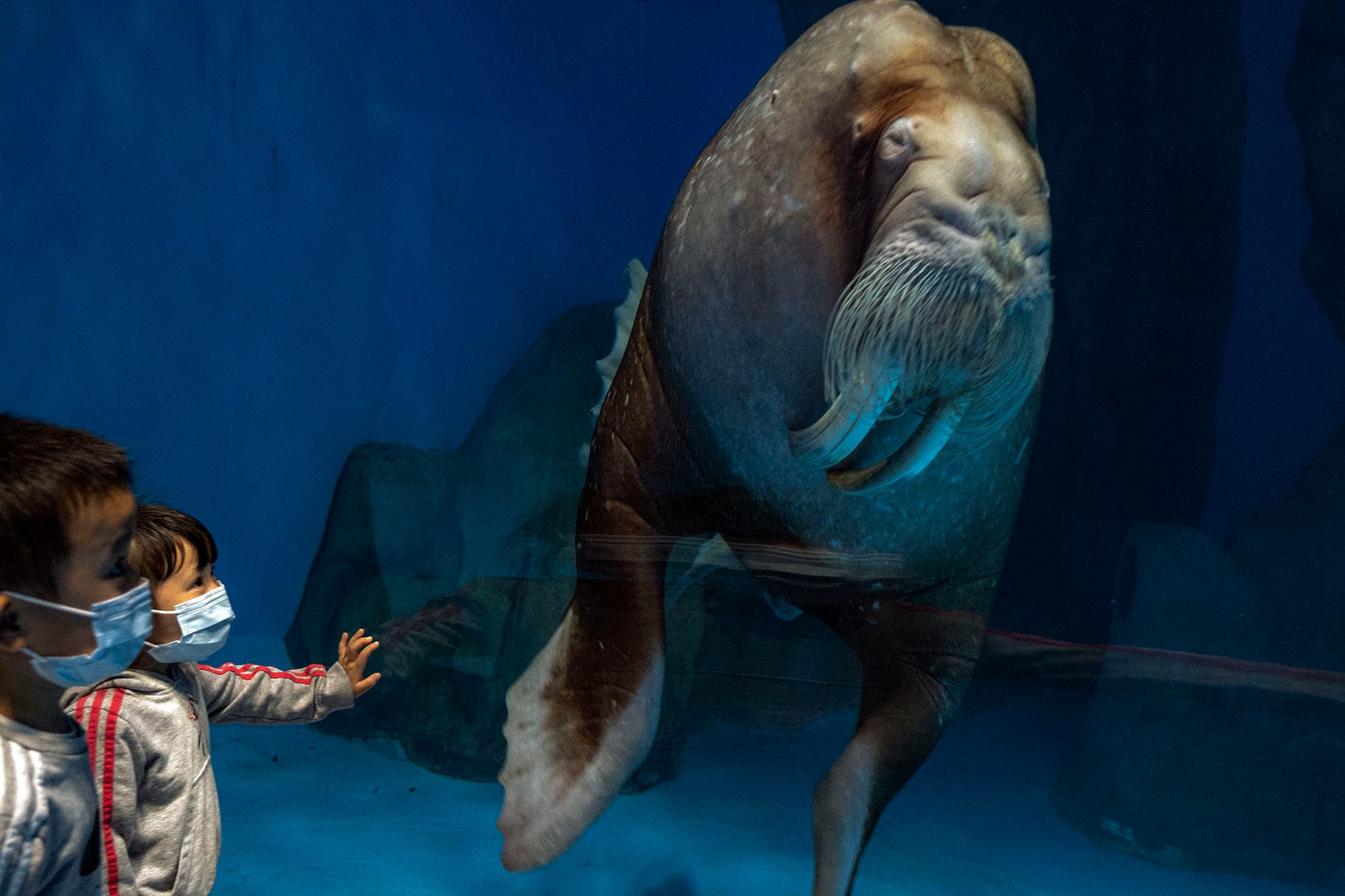 2021年3月27日,水族館内一隻海象。
