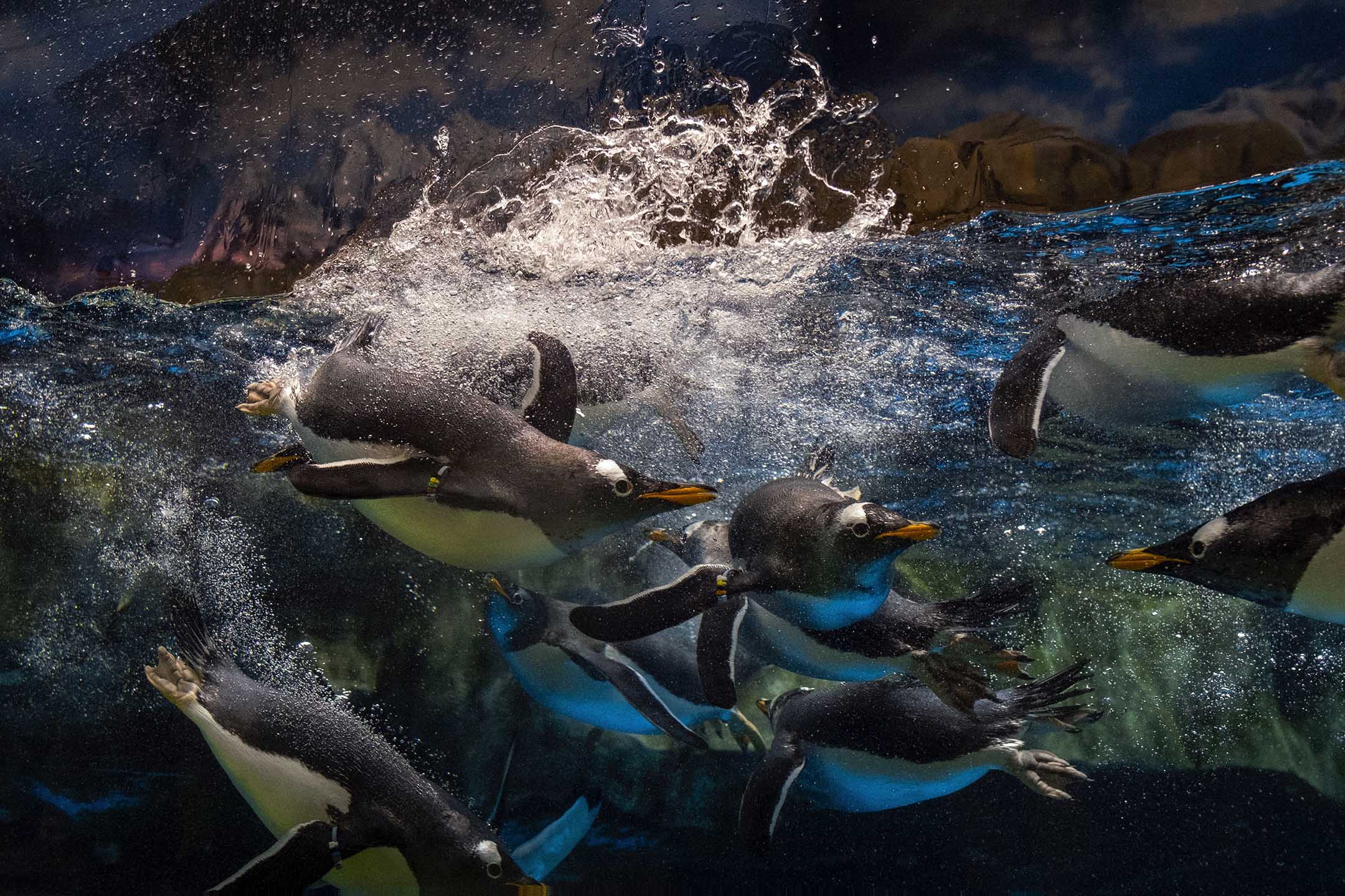 2021年4月25日,企鵝在餵飼時間下水。