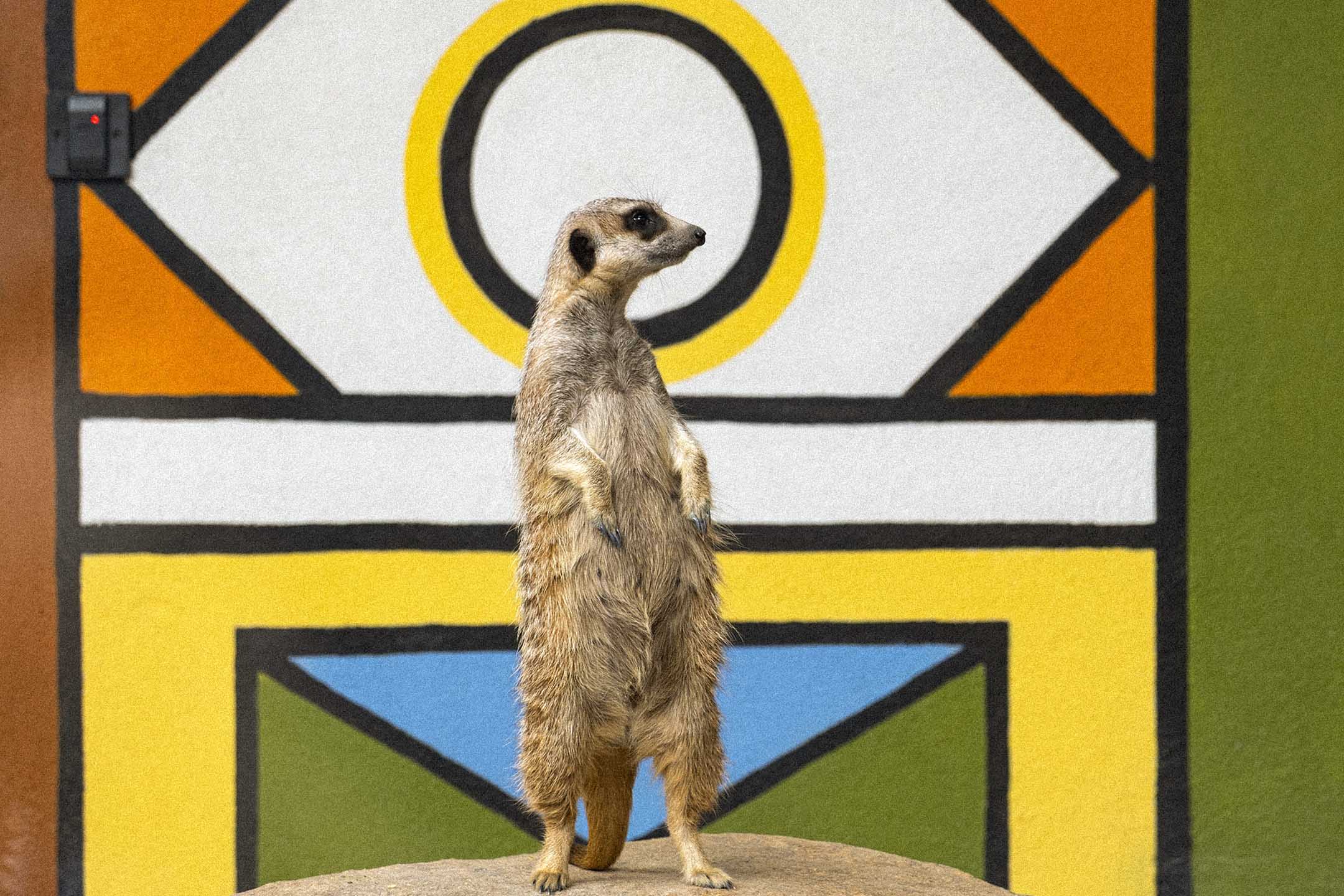 2021年4月24日,一隻狐獴在站哨。