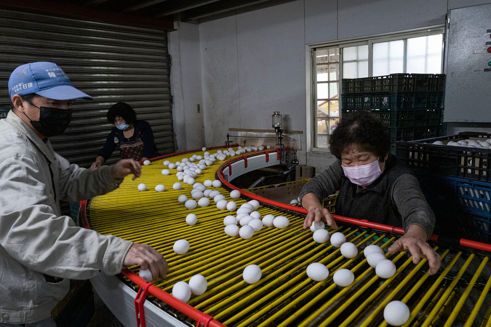 2022年2月10日，彰化的蛋雞場。攝：陳焯煇/端傳媒