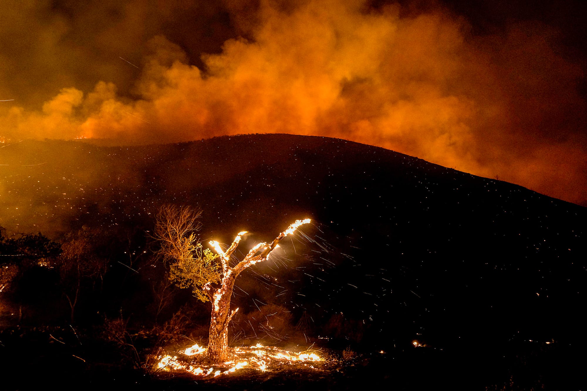 2022年9月6日，美国加利福尼亚州的一场山火中，风吹过一棵燃烧的树。