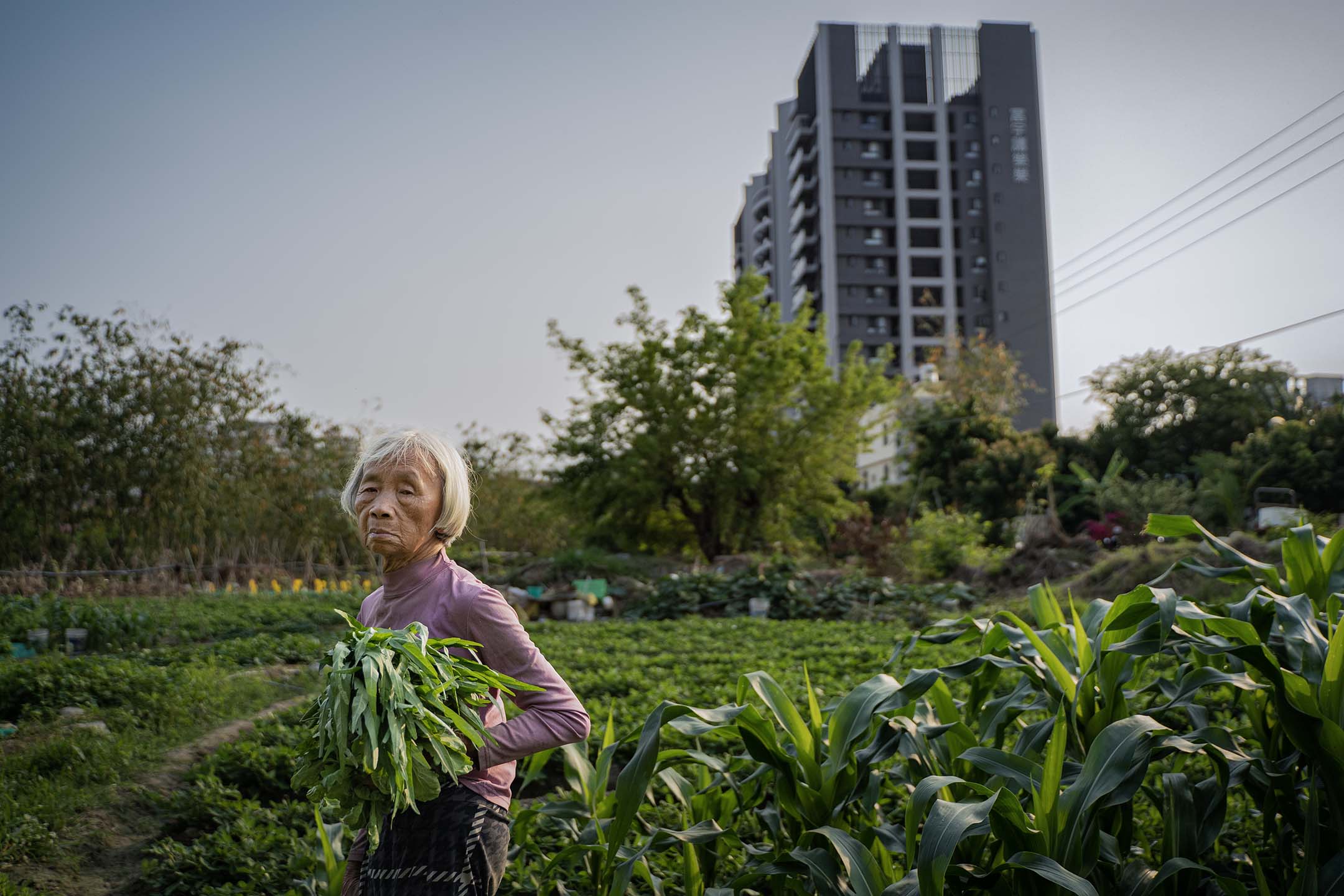2023年4月10日，台中番仔路庄，居民在田地上種菜。