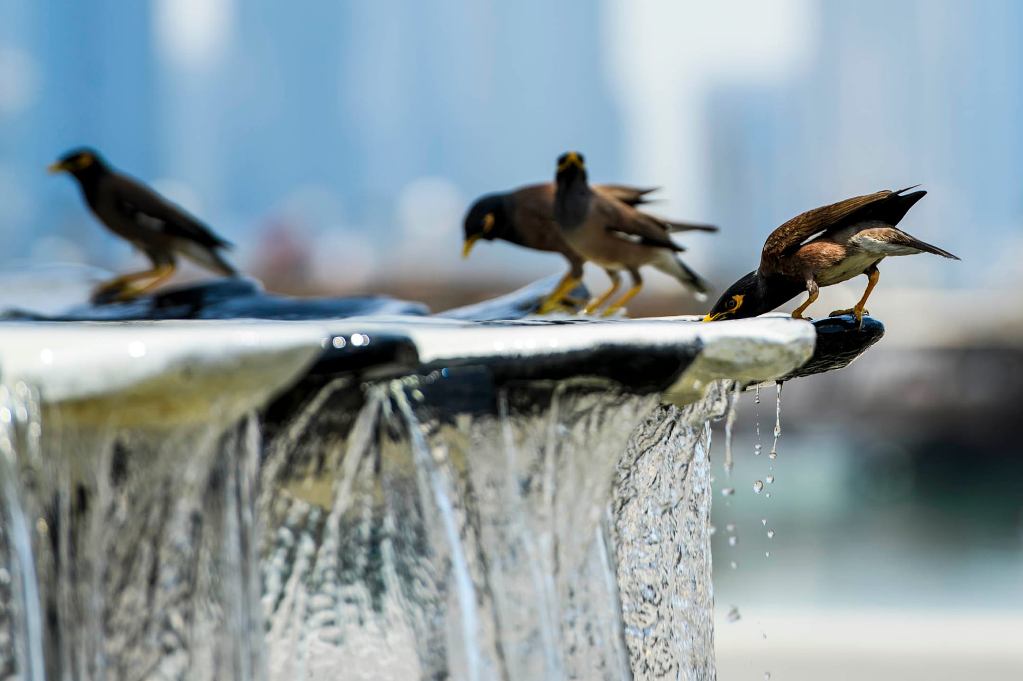 2023年7月6日,卡塔尔多哈,小乌在喷水池上降温。摄:Noushad Thekkayil/NurPhoto via Getty Images