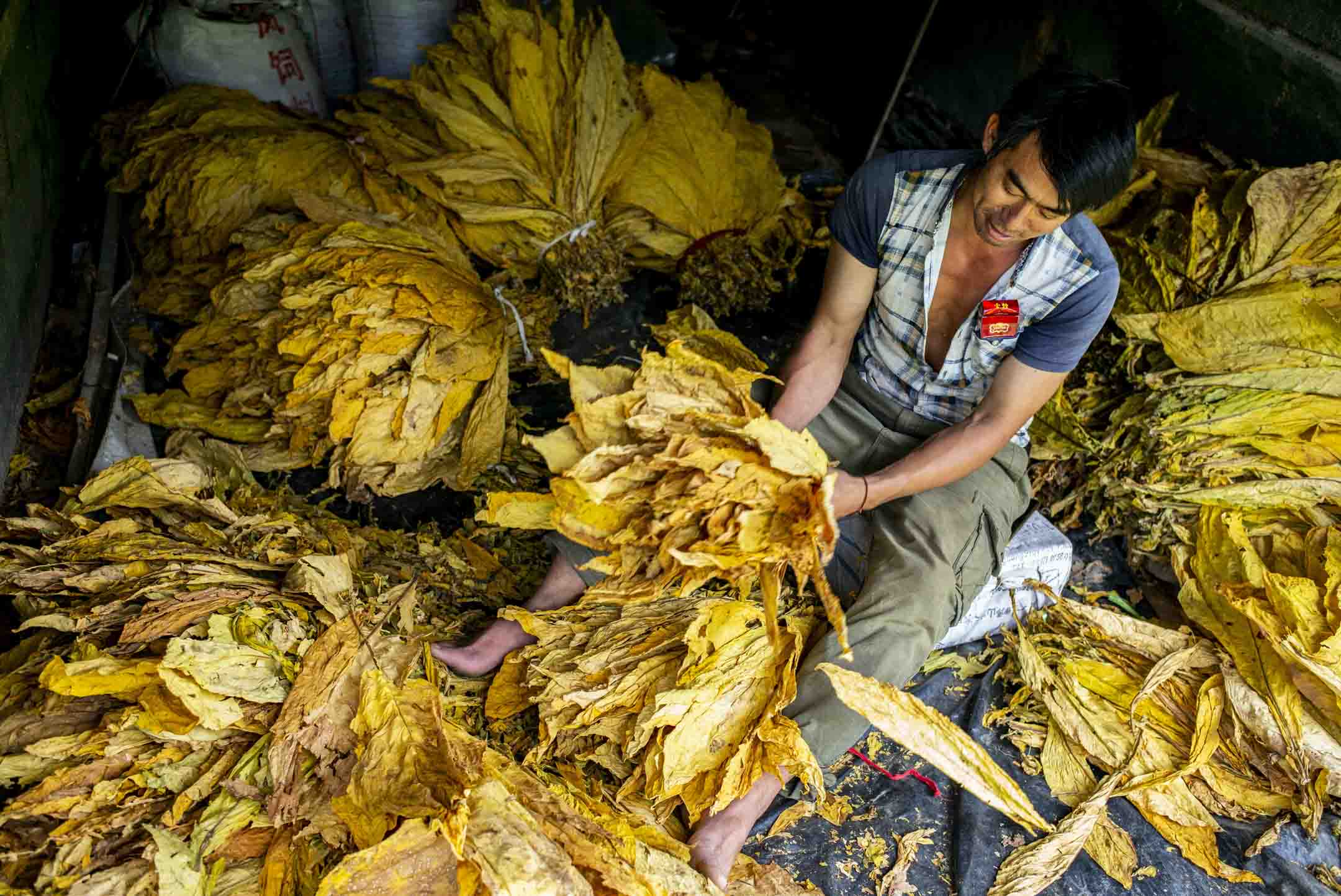 2023年8月11日﹐中国云南山区中一个烟草种植区，工人们将烤干后的烟叶包扎，之后卖到烟商。摄：林振东/端传媒 