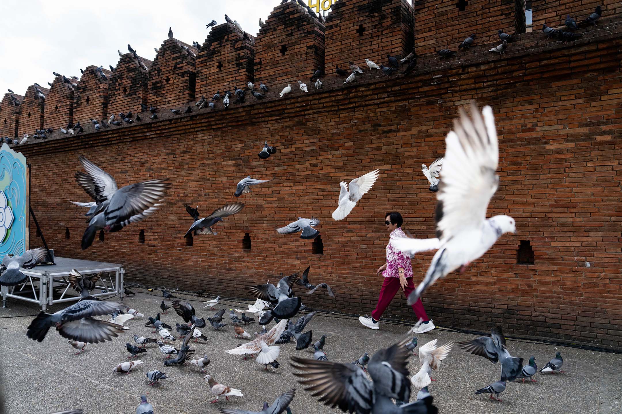 2023年11月23日，泰國清邁，市中心塔佩門的一群鴿子。攝：Matt Hunt/SOPA Images/LightRocket via Getty Images