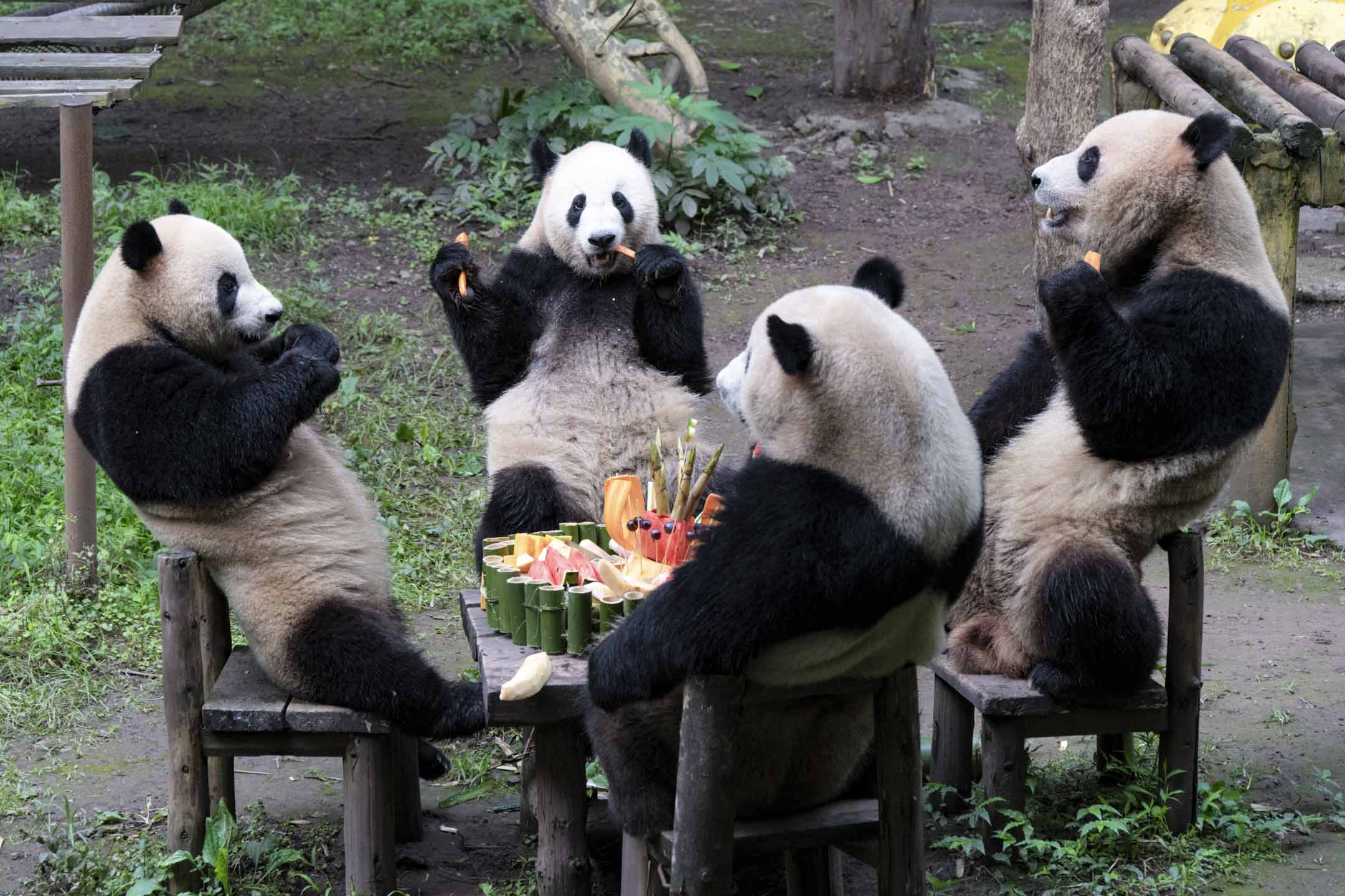 2024年6月23日，中國重慶，兩對大熊貓雙胞胎在動物園舉行的五歲生日派對上享用水果製成的生日蛋糕。攝：Li Hongbo/VCG via Getty Images