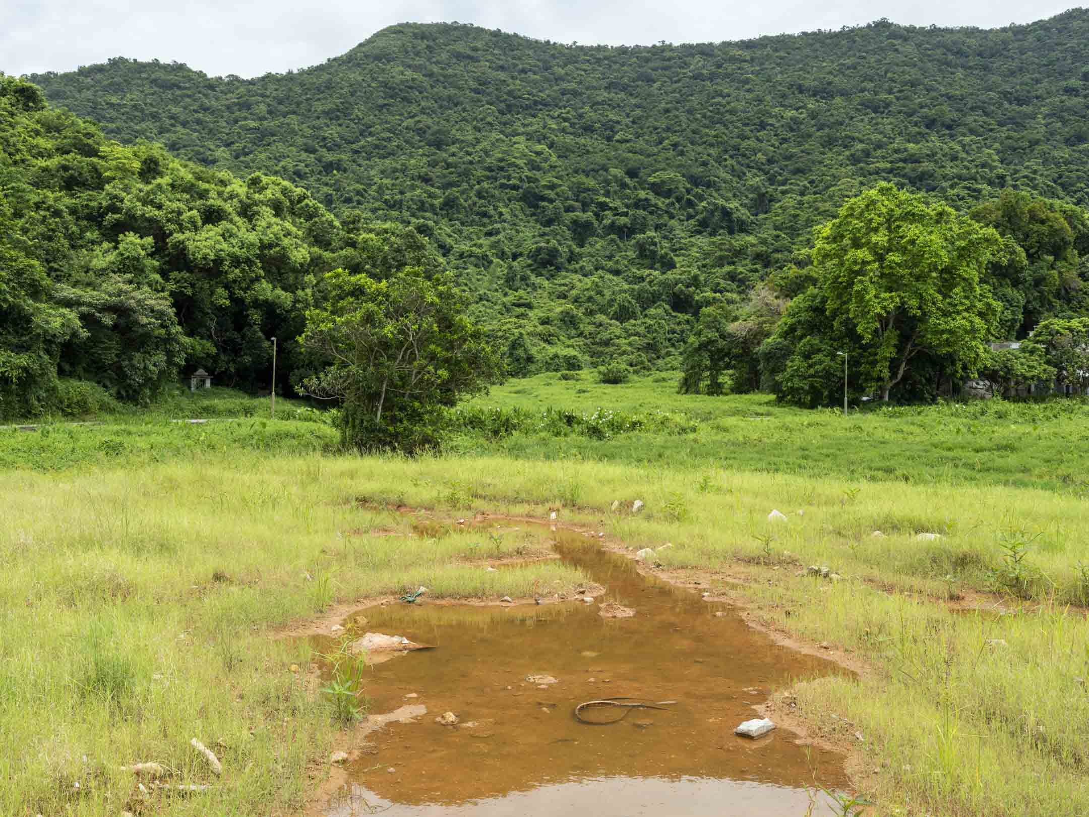 位於禾坑的一幅優質閒置農地,於兩年多前開始被傾倒泥頭,該泥頭地比附近尚沒有遭到破壞的農地高出一截,生長著淺綠色稀疏雜草。攝:林振東/端傳媒