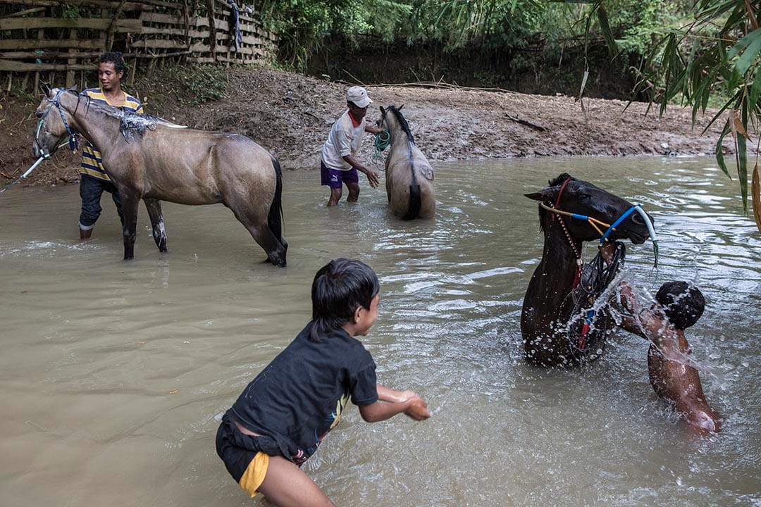 小骑师们在河中与马儿嬉戏。摄：Putu Sayoga