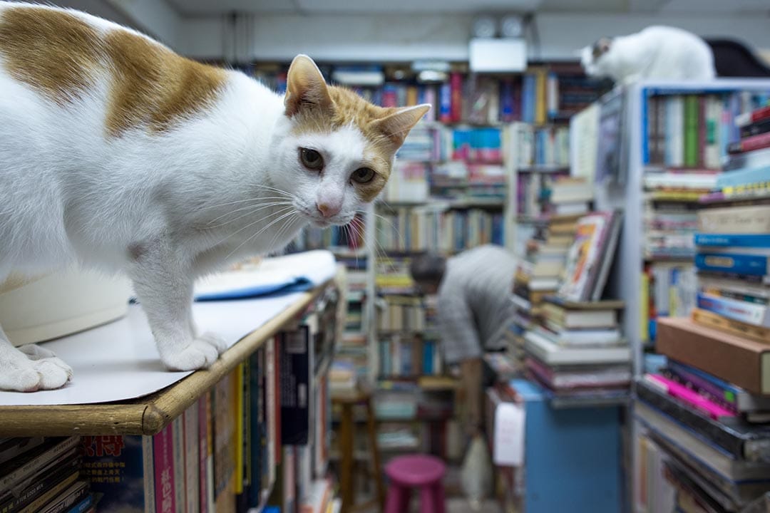 攝：盧翊銘/端傳媒