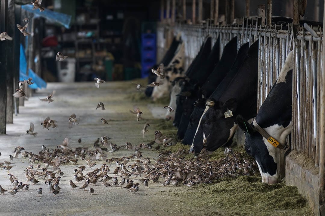 不要小看来吃牧草的麻雀,一群有几千只,一年可以吃掉价值2、30万元的饲料。摄:张国耀/端传媒