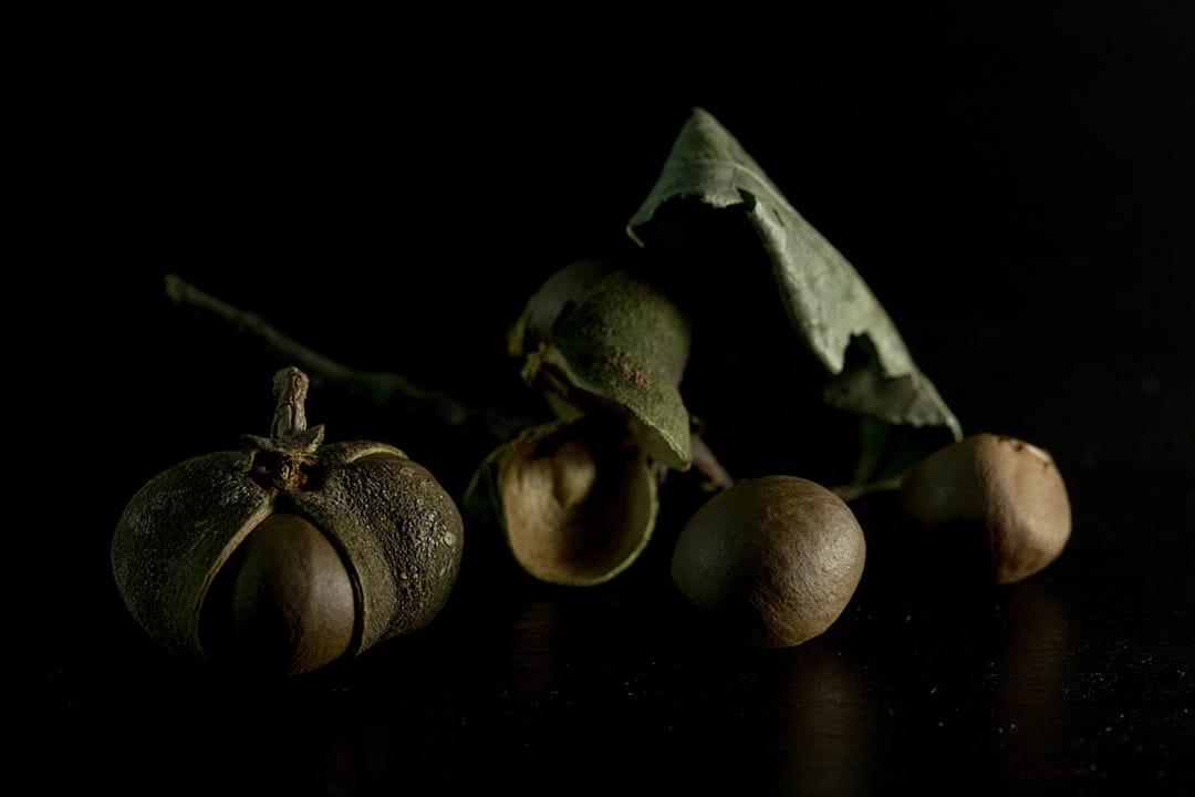 油茶籽。攝：張國耀/端傳媒