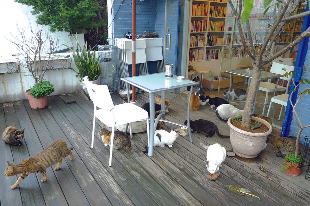 有河book书店里的猫。摄：隐匿