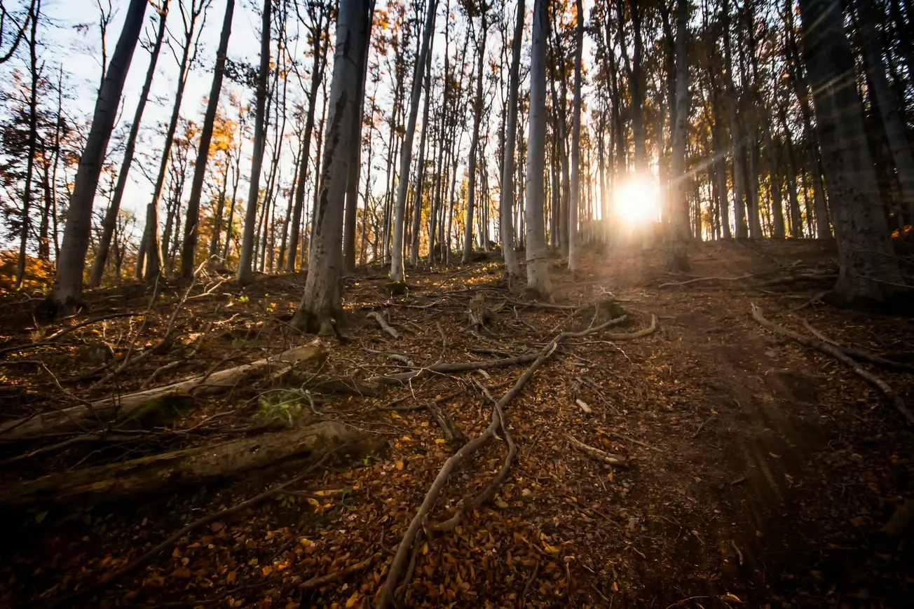 Sunlight streams through tall, slender trees in an autumn forest, casting long shadows on the leaf-strewn, root-covered ground. 