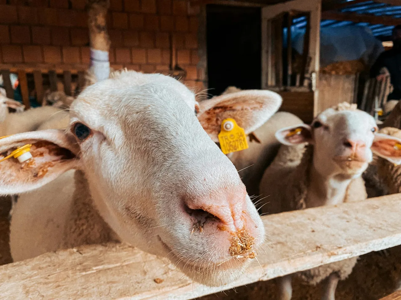 Close-up of a curious sheep with a yellow ear tag, standing by a wooden fence in a dim barn. Another sheep is visible in the background, adding depth.
