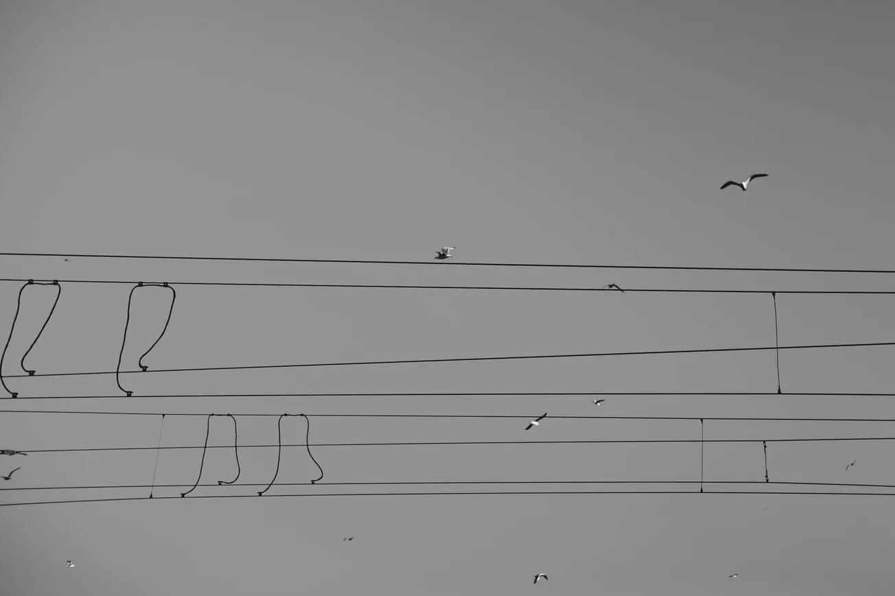 Black and white photo of birds flying near overhead power lines against a clear sky, conveying a sense of freedom and minimalism.