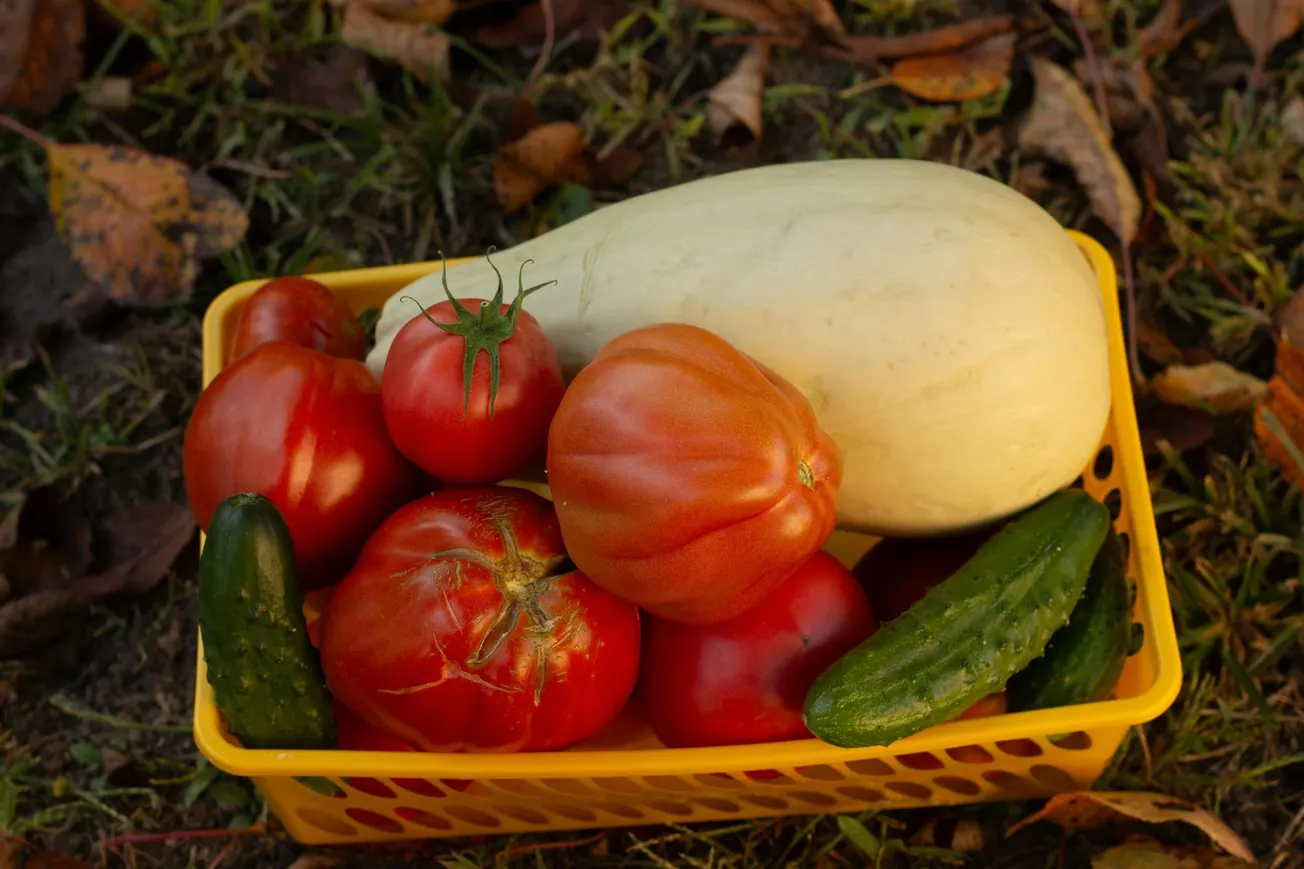 A yellow basket filled with fresh vegetables on grass. Includes red tomatoes, a white squash, and green cucumbers. The scene evokes a natural, autumnal feel.