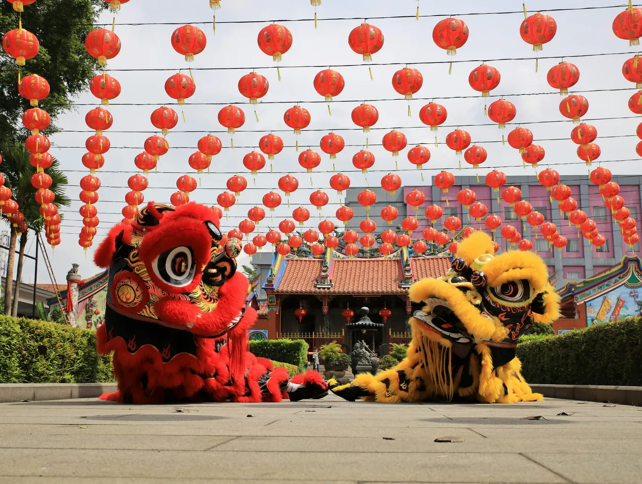 Two vibrant lion dancers, red and yellow, perform under rows of hanging red lanterns in front of an ornate temple, evoking joy and celebration.