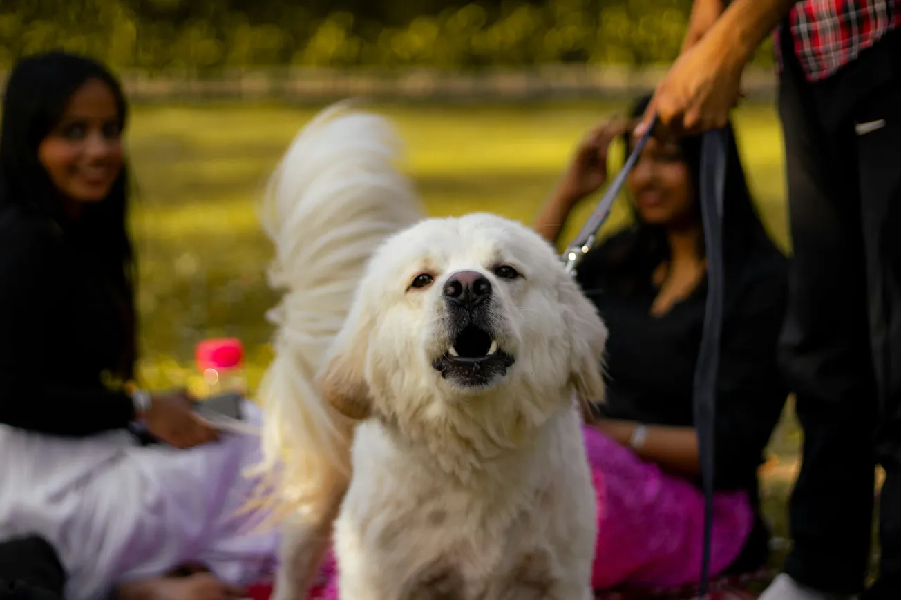 A fluffy white dog stands in the foreground on a leash, looking happy. In the background, two people sit on a picnic blanket in a sunny park.