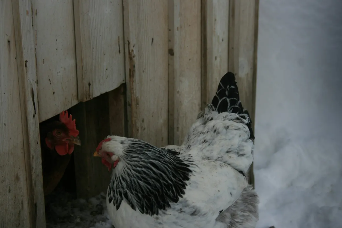 White chicken with black feather details stands near a wooden coop in winter. Another hen peeks from inside, surrounded by snow, conveying curiosity.