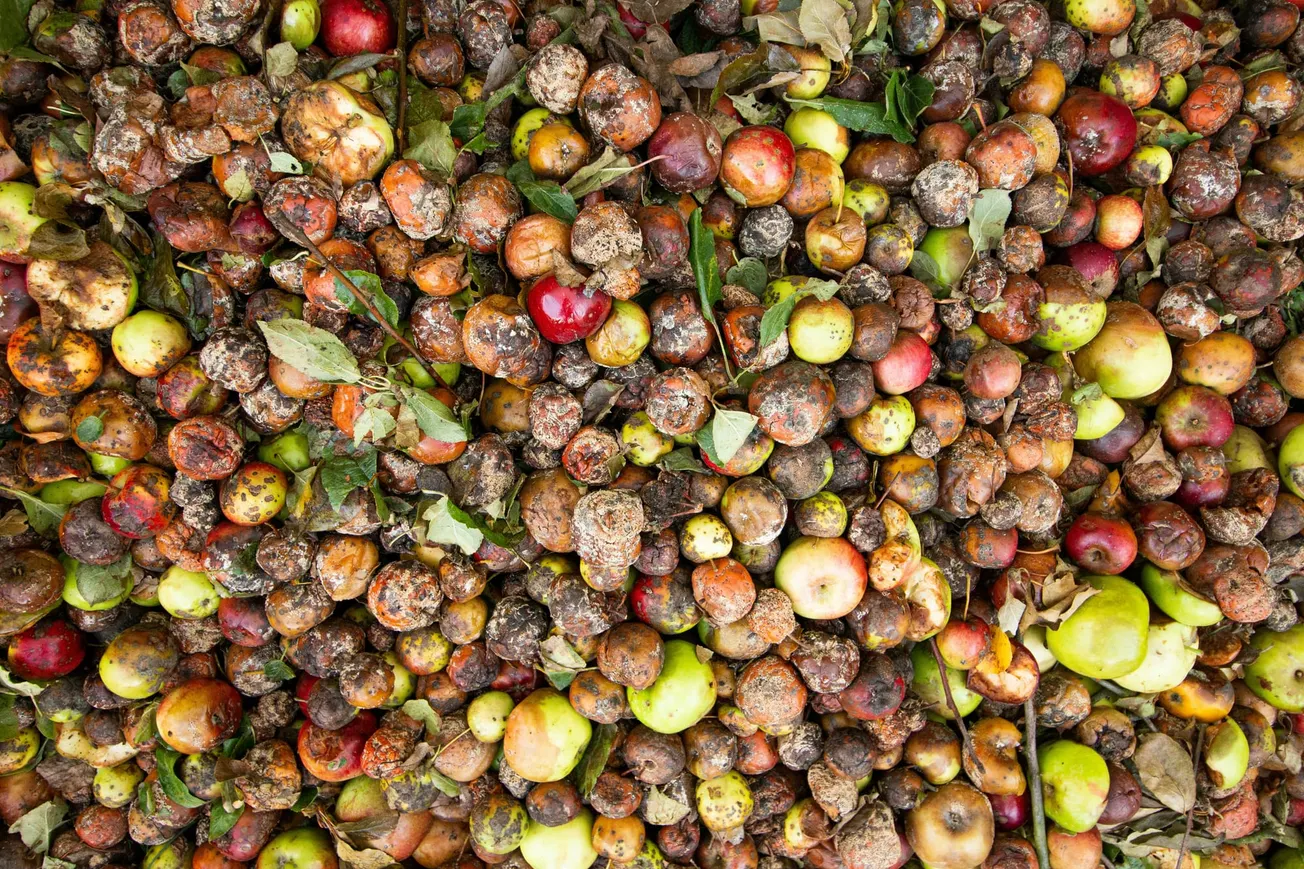A large pile of rotting and bruised apples in various stages of decay, showing shades of red, green, and brown with visible mold and withered skins.
