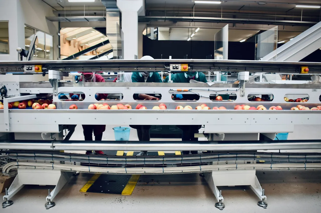 Workers in protective gear sort red apples on a conveyer belt in a factory setting, highlighting automated fruit processing.