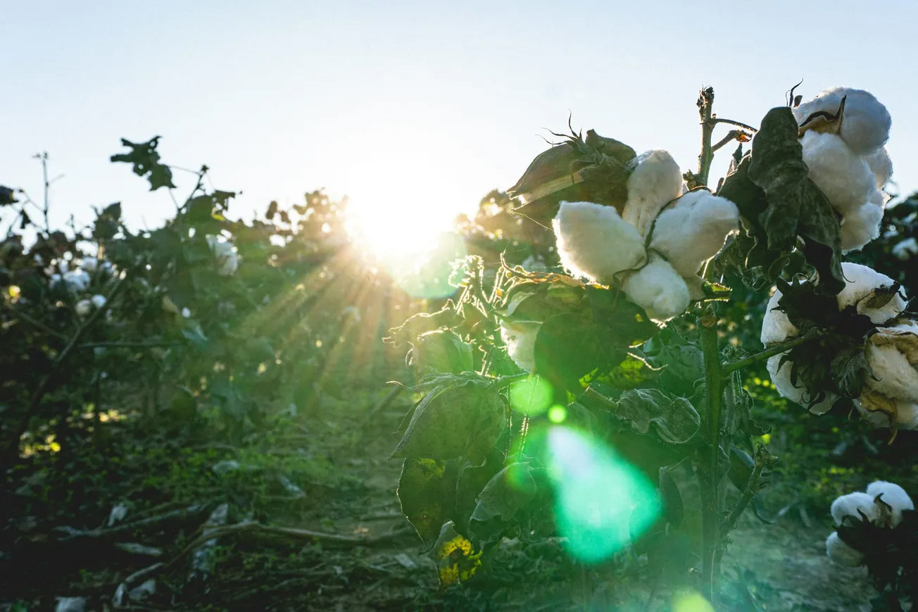 Close-up of cotton plants in a field at sunrise, with soft sunlight streaming through leaves, casting a warm, serene glow over the scene.