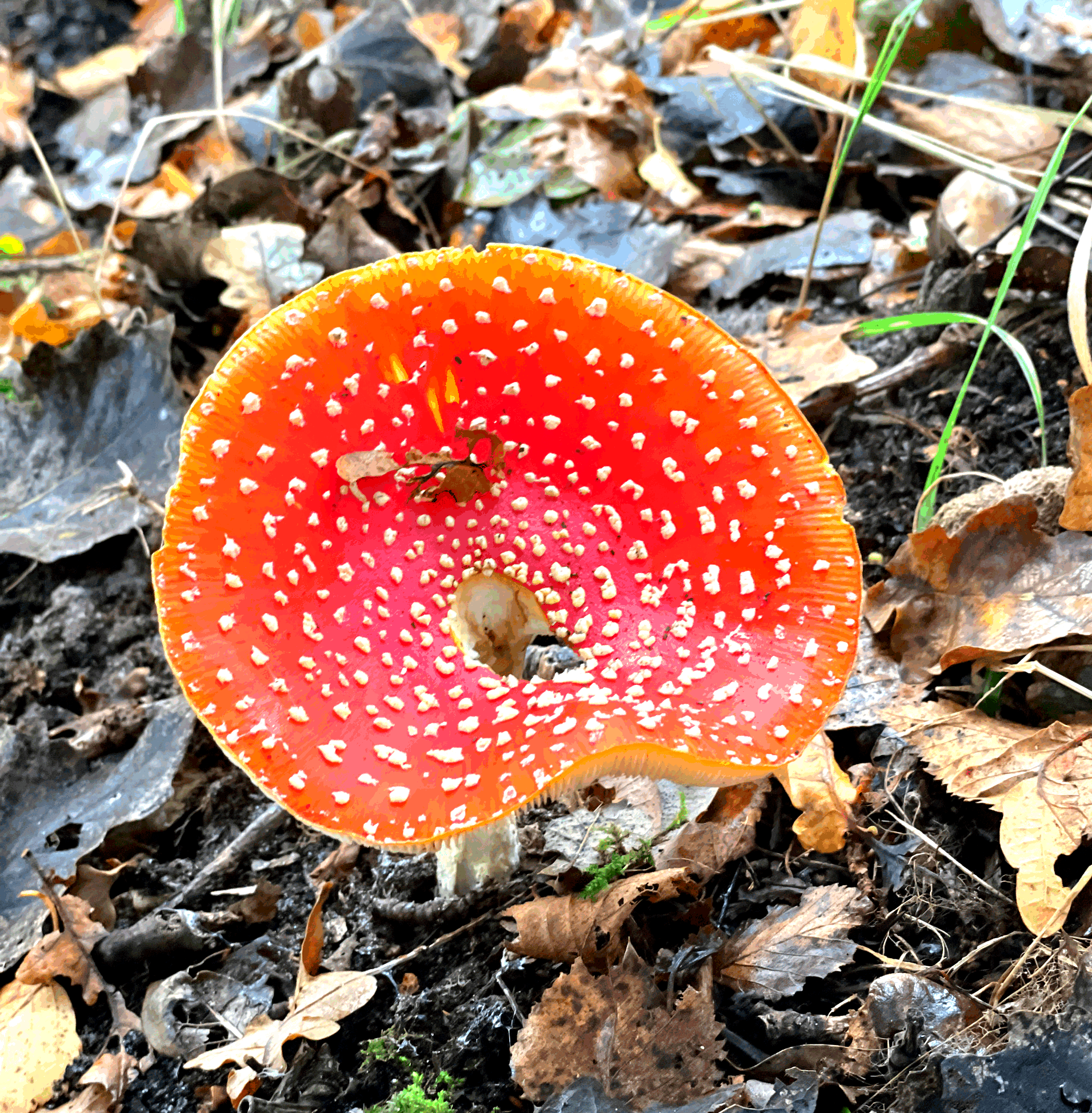 Herfst: laat los en vertrouw op vernieuwing