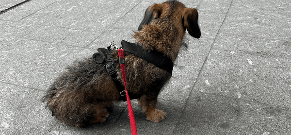 Zonder omkijken en met vertrouwen