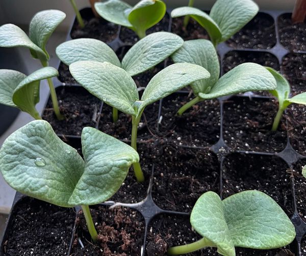 Bloemen in de sla en kinderpompoenplantjes