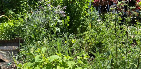 De schaduw van de tuinder