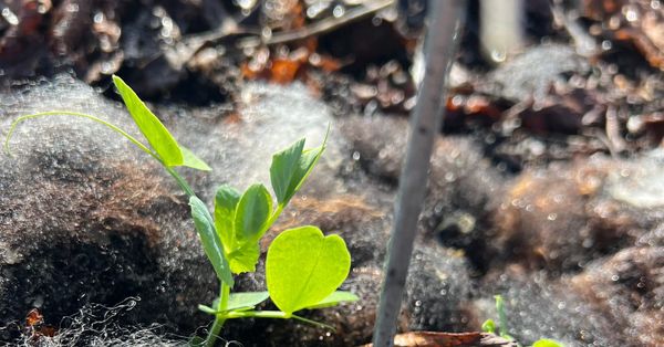 Leven in de moestuin
