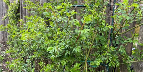 Er zijn honderd manieren om een aardappel te poten